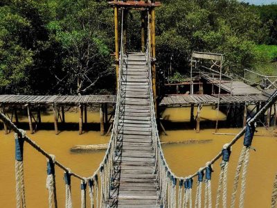 Hutan mangrove di kawasan Pantai Congot Kulon Progo